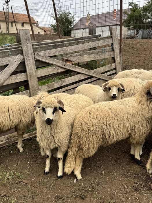 Vand berbectii de prasilă