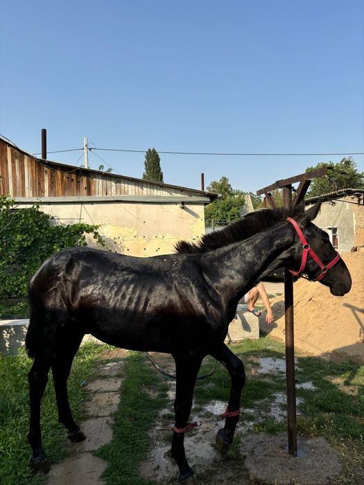 Еркек тай сатылады