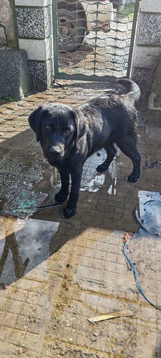 Продава се куче Лабрадор