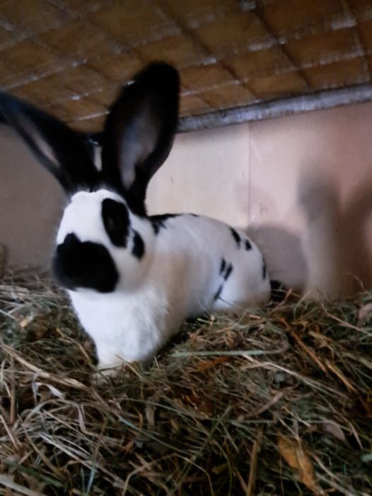 Vand Iepuri fluture german si urias german