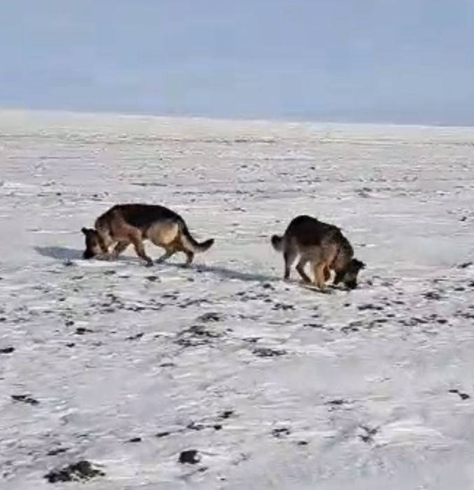 Щенок немецкой овчарки