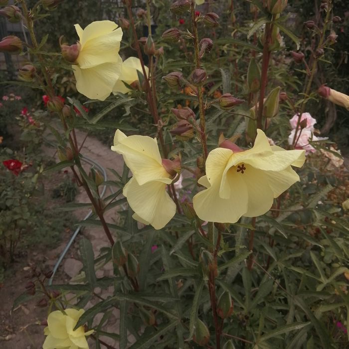 Продам садовые цветы