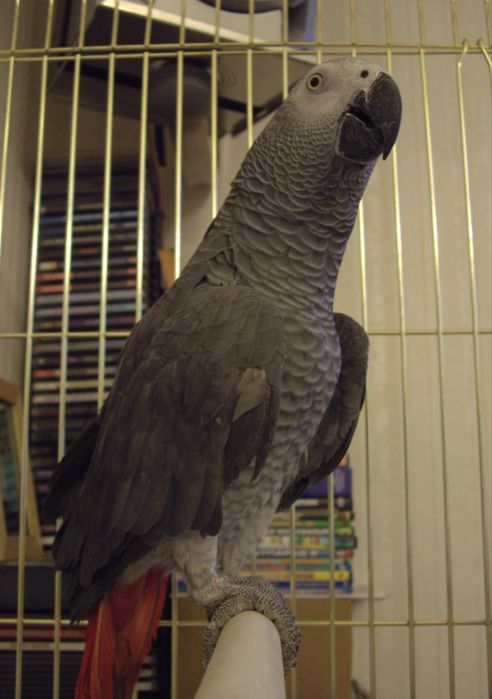 Попугай жако кеша писать в телеграм