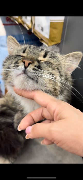 Срочно Котик ищет дом