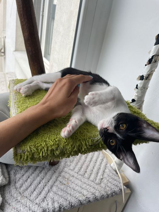 Adoptie pisici Bucuresti