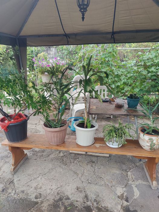 Комнатные растения