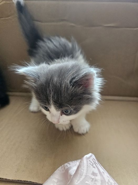 Отдам котят в добрые руки