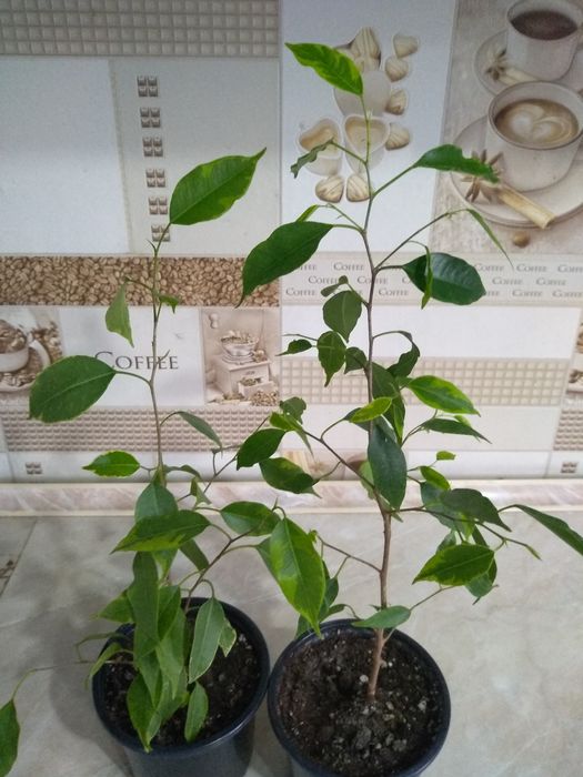 Продам Фикусы разные