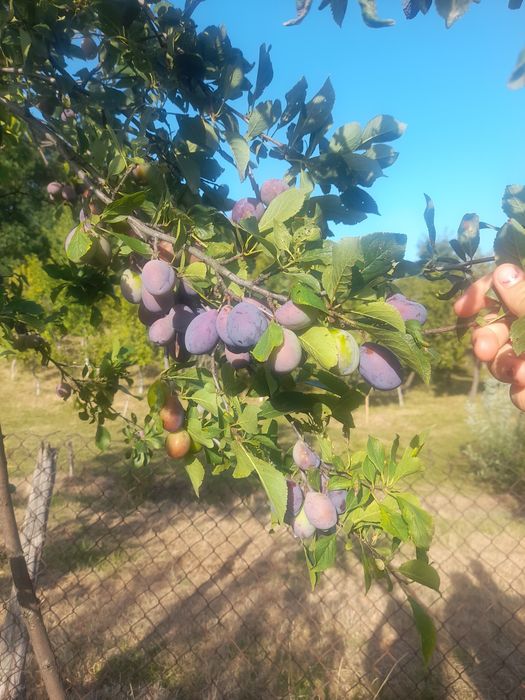 Prune de vinzare
