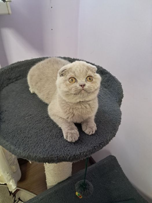 Шотланский скотиш фолд