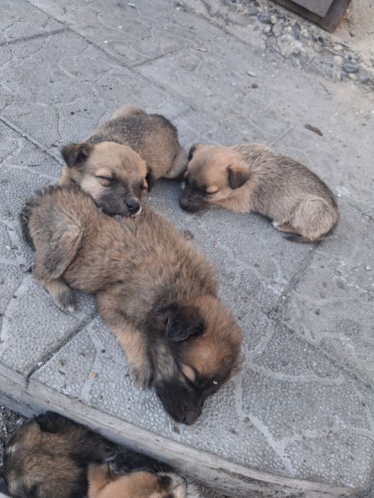 Отдам щенят звоночки