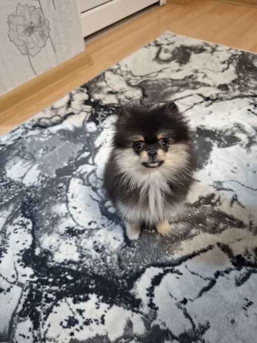 Кученце померанче