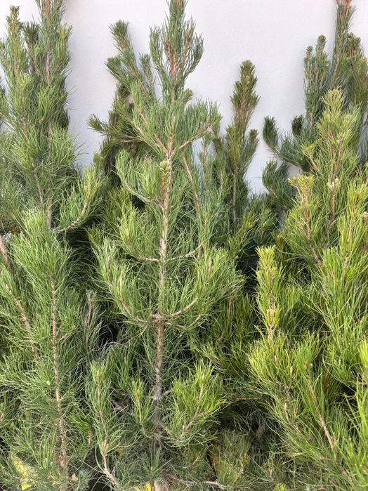 Арчалар 2026 саженцы