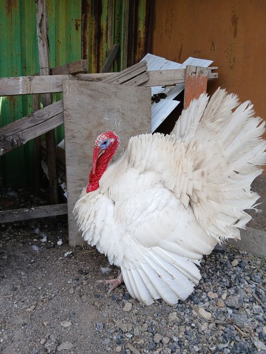 Продаю Индюк Белый