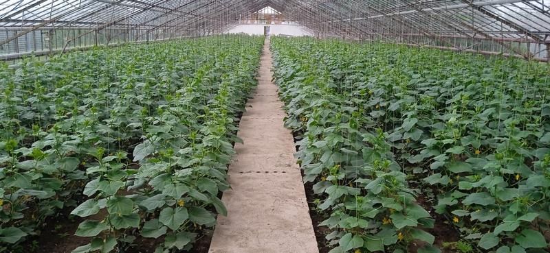 Теплица / тепличный комплекс