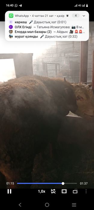 откорм бұқалар  сатылады