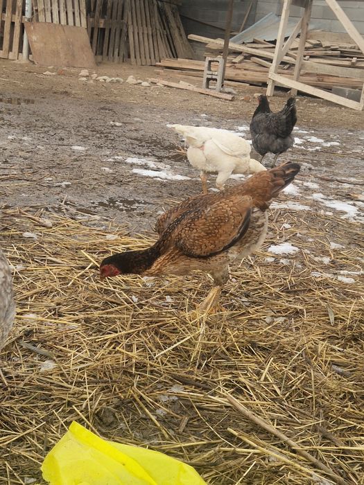 Дакан курица тулячка