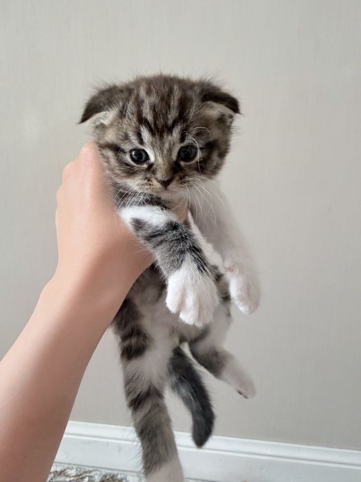 Котята вислоухая