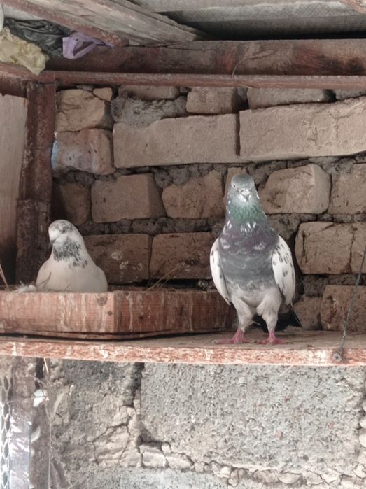Продаются пакистанские голуби