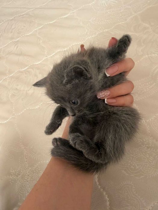 Отдам в хорошие руки