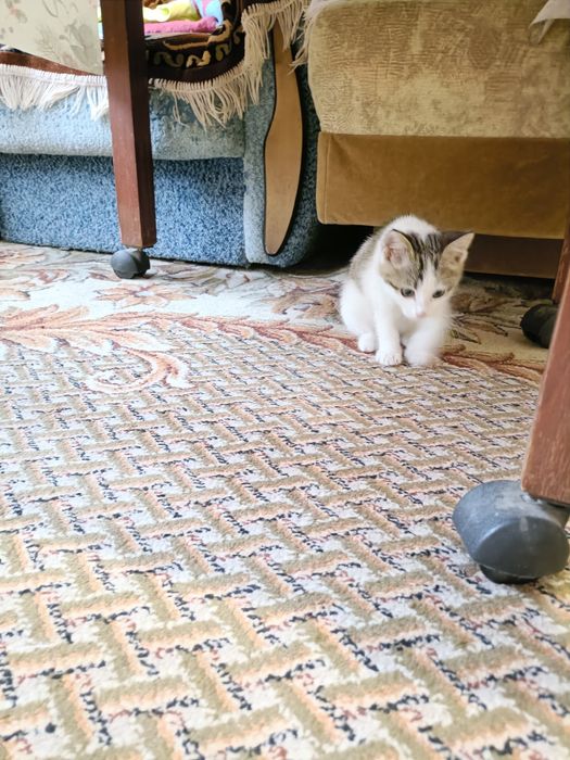 Отдам котенка в добрые руки