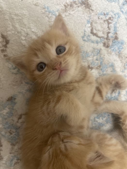 Продаются котята