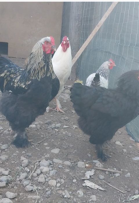 Курицы  домашние