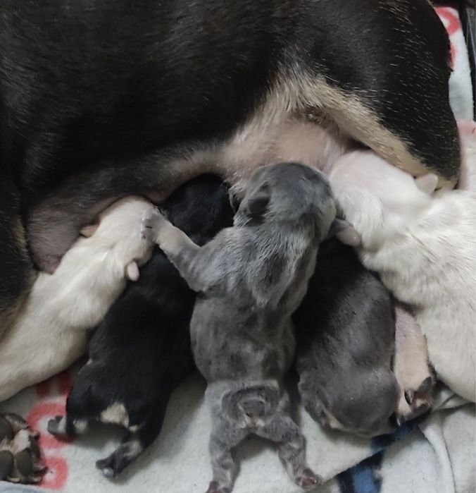 Шикарный мальчик ждёт девочек на вязку