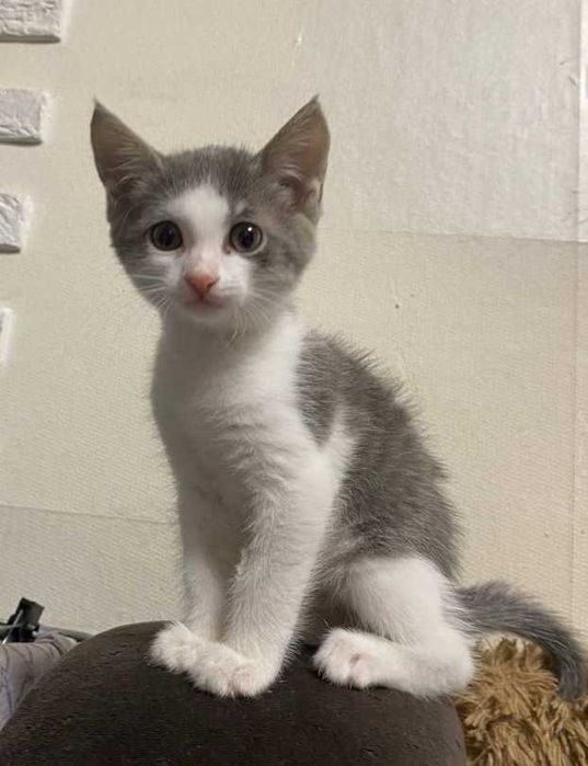 Отдается котёнок в добрые руки