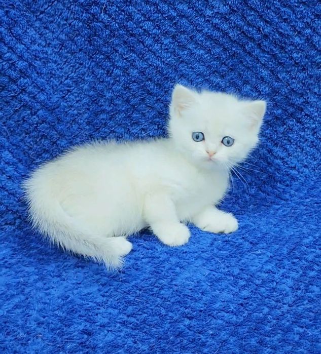 скотиш страйт девочка