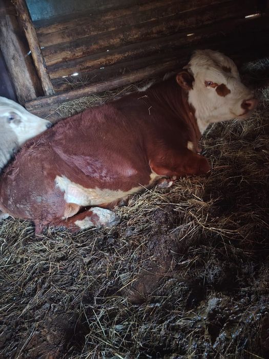 Продам быка и тёлку!