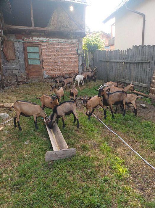 Vând iezi ,rasa alpină franceză!