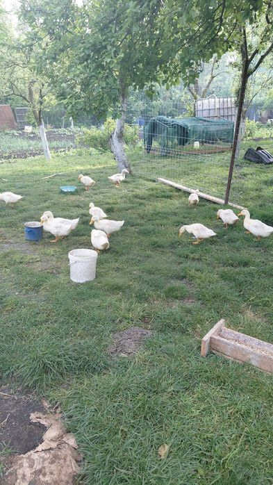 Vand boboci de rațe