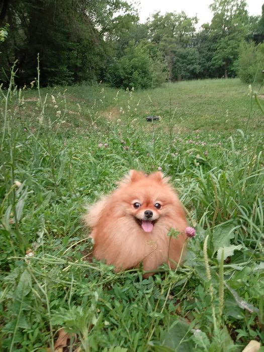 Продам собаку Шпиц