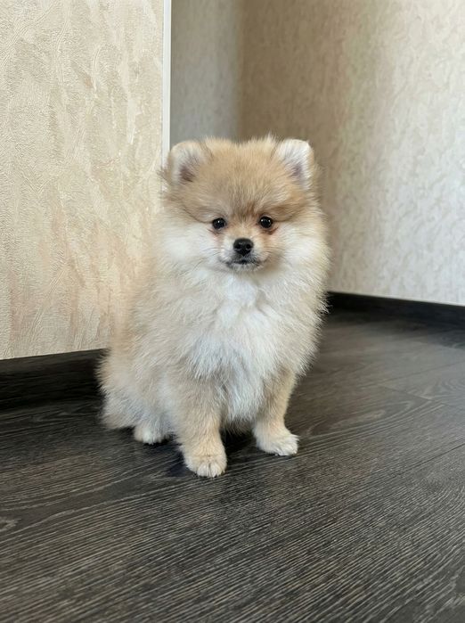 Померанский шпиц щенки с документами