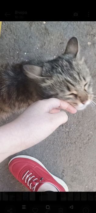 Уличный кот/кошка в добрые руки!