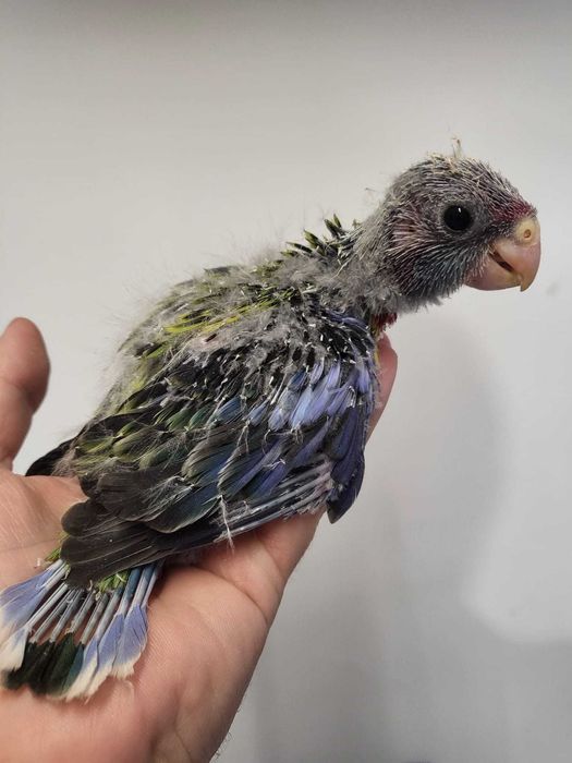 Pui papagali Rosella