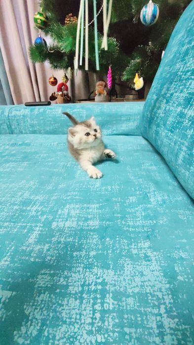 Прекрасные игривые котята