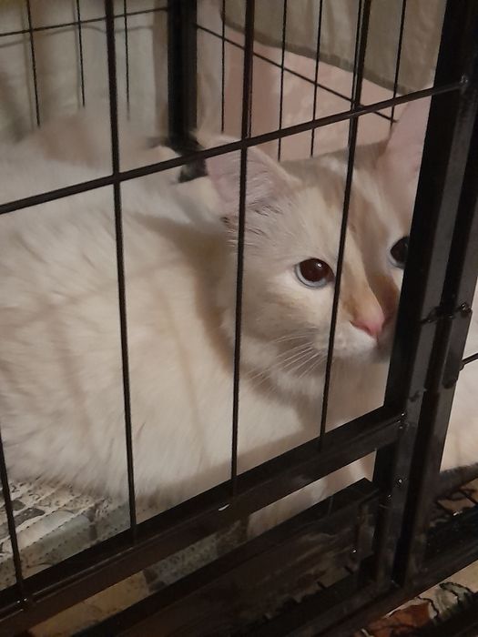 Котик потеряшка нашли