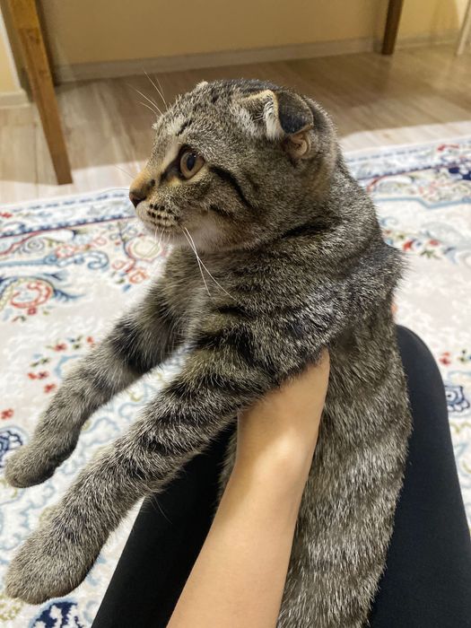 Продаётся Шотландский котёнок