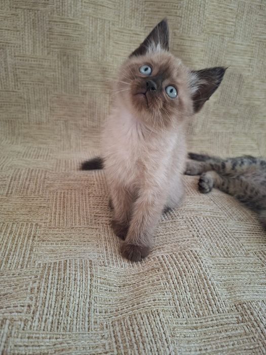 Продам котят вислоухий и сиамский