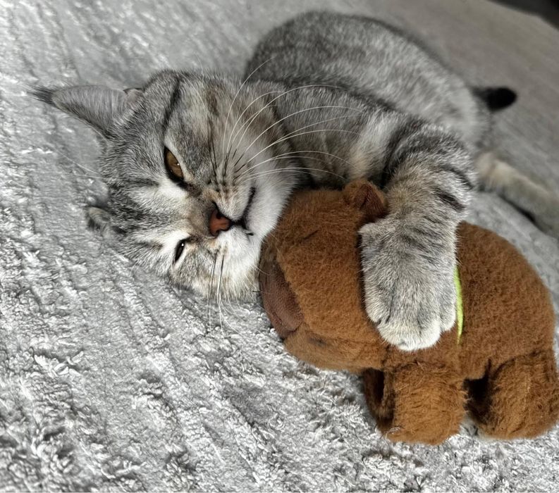 Отдаю кота в хорошие руки