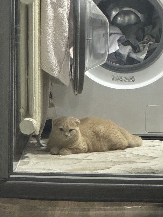 Кошка вислоуха Scotland