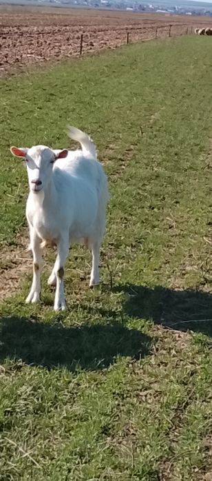 Vând o capra mioara