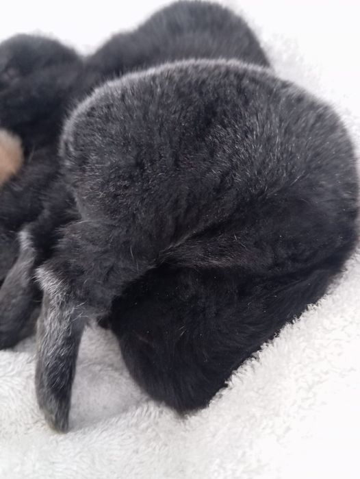 Продам крольчат в хорошие руки