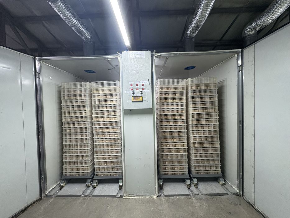 Суточные бройлеры COOB 500