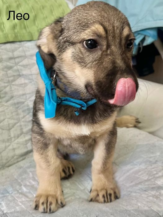 Подарява се бебе Лео