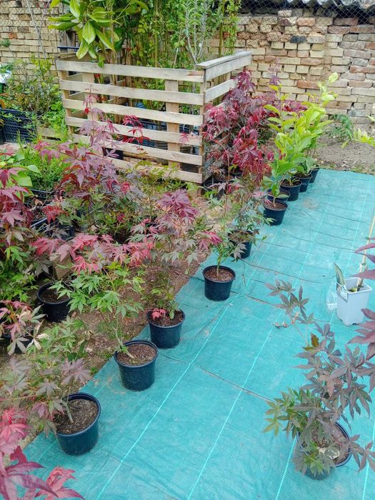 Японски клен - Ацер Студоустойчив Налични 5 вида