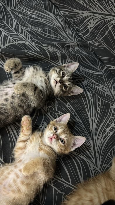 Метисы британцы