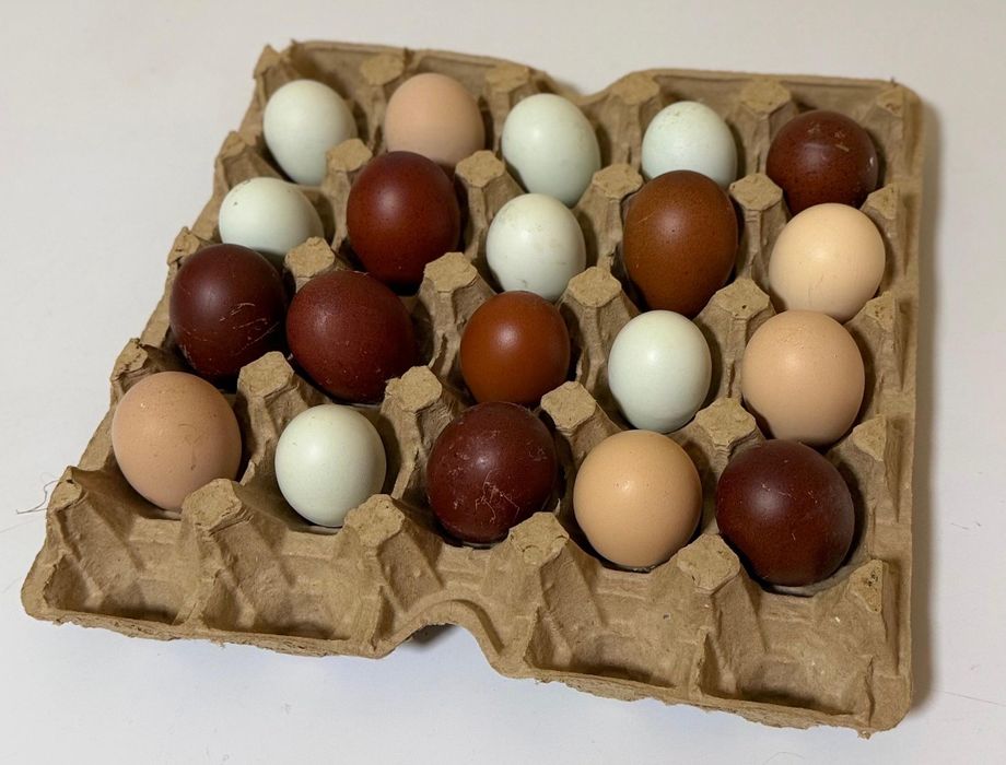 Инкубационное яйцо